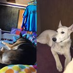 Profile Picture of Rileigh Sue Eichelberger (@rileighsue12) on Instagram