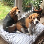 Profile Picture of Wilfred and Gary (@bigfatbeagles) on Instagram