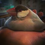 Profile Picture of Joshua Lucius (@garlic_bread_bich) on Instagram