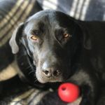 Profile Picture of Rowland S. Howard (dog) (@rowland.s.howard_dog) on Instagram