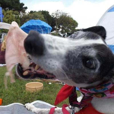 Profile Picture of Cat Greyhound (@eddieandcat) on Twitter