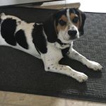 Profile Picture of Buddy Hirsch (@buddythe_bagel) on Instagram
