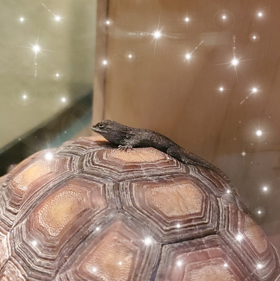 Profile Picture of Karen Stuart pullen (@superchicken24) on Poshmark