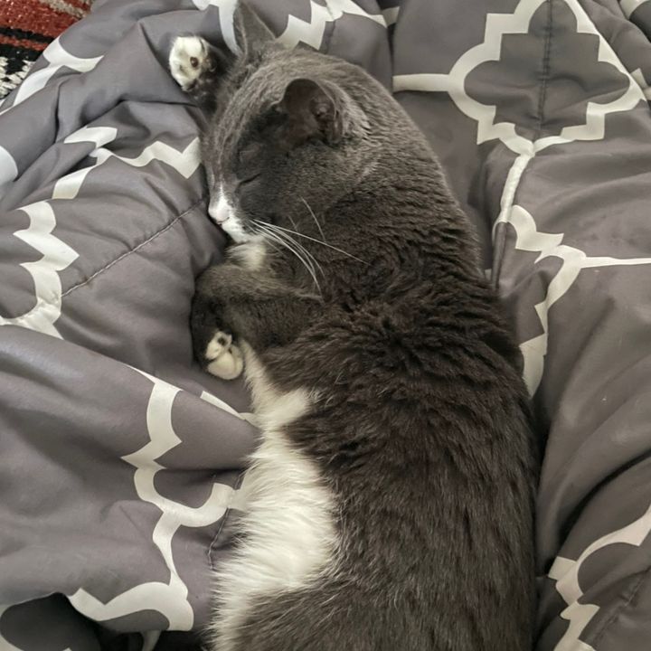 Profile Picture of lah (@lahcalvert1) on Tiktok