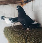 Ali Kayrak - Facebook Profile Picture of Ali Kayrak (@ali.kayrak.351) on Facebook