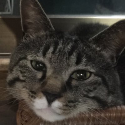 Profile Picture of こまこ (@koma_koma_komak) on Twitter