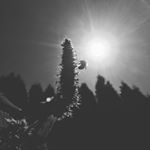 Profile Picture of Danielle Signore (@pratumbotanicals) on Instagram
