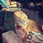 Profile Picture of Bruce & Lazarus (@brucenlaz) on Instagram