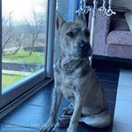 Profile Picture of Apollo 🐶 (@apollo_apolon) on Instagram