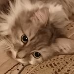 Profile Picture of Plushika&Albert&Dudu (@plushika_albert_dudu) on Instagram