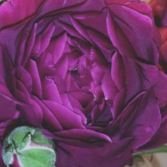 Tuyen Tran - Poshmark Profile Picture of Tuyen Tran (@tuyend) on Poshmark