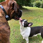 Profile Picture of Theodore & Mabel Moore (@ohhhtheo) on Instagram