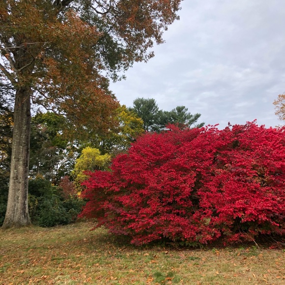 Profile Picture of Libby Manfield (@libbymanfield) on Poshmark