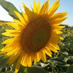 Profile Picture of Michele Lapenna (@michele.lapenna.50) on Instagram