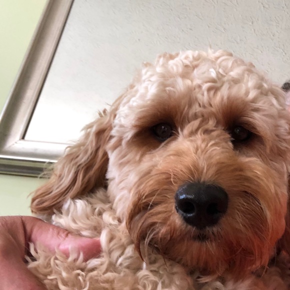 Profile Picture of Joseph Piscitello (@jopes1976) on Poshmark