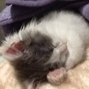 Profile Picture of Alexia Castaneda (@alexiacastaneda7461) on Youtube