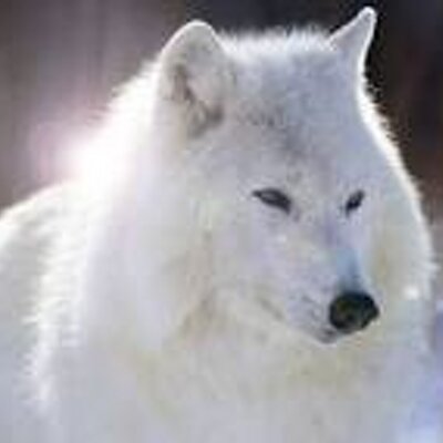 Profile Picture of Bryan Daid Barillason Twitter