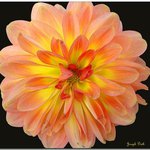 Profile Picture of Kyle Coyle (@kylecoyle) on Instagram