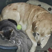 Profile Picture of Mark Mantell (@MrSuzuki73) on Youtube