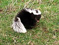 Profile Picture of Molina's hog-nosed skunkon Wikipedia