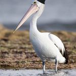 Profile Picture of David Emmanuel (@thegamingpelican011) on Instagram