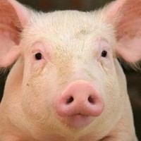 Profile Picture of David Impastato (@david-impastato-2) on Quora