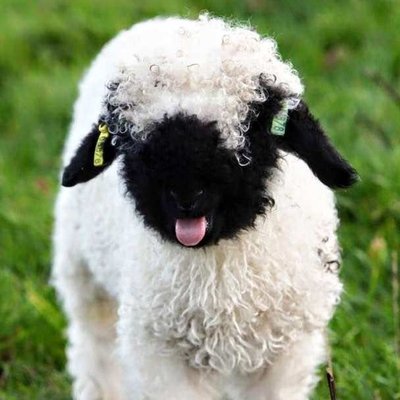 Profile Picture of Make Sweden Great Again! (@AdamReiner6) on Twitter