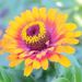 Profile Picture of Lucy Maxwell (@bella1954) on Pinterest