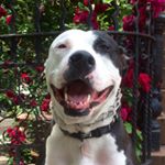 Profile Picture of Brian Spitzer (@dogs.of.new.york) on Instagram