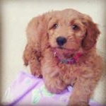 Profile Picture of Lola Barkley Madsen (@lolabarkley.madsen) on Instagram