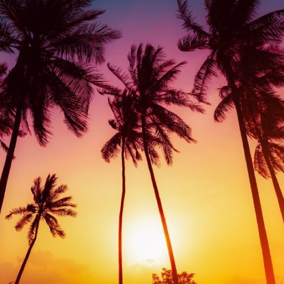 Profile Picture of Mary Morawski (@plantgirly) on Poshmark