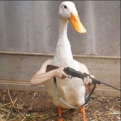 Profile Picture of Duck With A Shotgun (@matthew2002duck) on Twitter