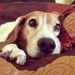 Profile Picture of Larry Scheer (@scheerlarry) on Instagram