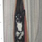 Profile Picture of Clare Winsor (@amabilis lee) on Flickr