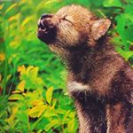 Profile Picture of Ingrid Wolfe (@ii.wolfe) on Instagram
