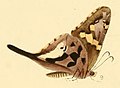 Profile Picture of Codatractuson Wikipedia