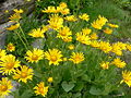 Profile Picture of Doronicum grandiflorumon Wikipedia