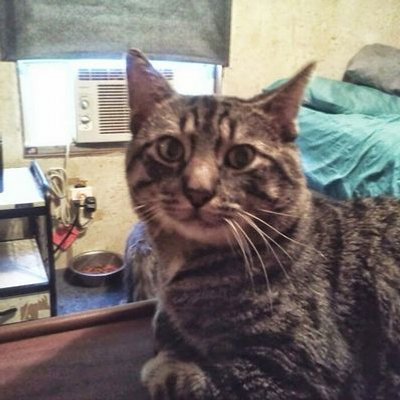 Profile Picture of Richard Vanderpool (@michaux511) on Twitter