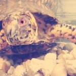 Profile Picture of Albert Peppers (@albie_peppers) on Instagram