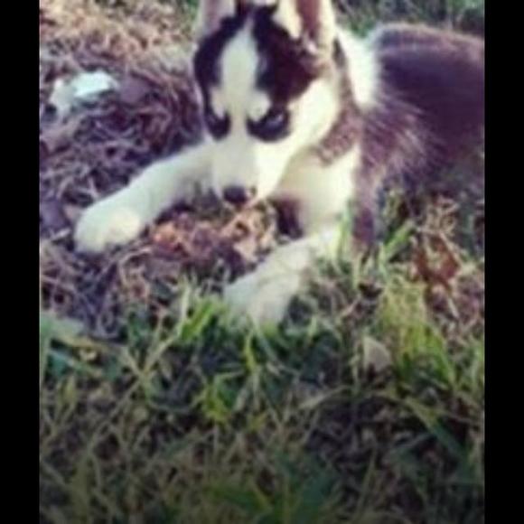 Profile Picture of Francisco Isidro (@fisidro) on Poshmark