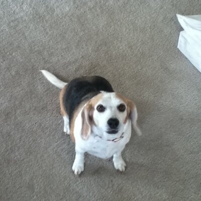 Profile Picture of Amy Dupont (@amydupont2) on Twitter