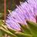 Profile Picture of Catherine Williams (@cathern) on Flickr