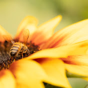 Profile Picture of Jeremie Ross (@X3lfl3X) on Youtube