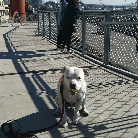 Profile Picture of Brian Alves (@alvesbrian) on Poshmark