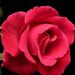 Profile Picture of Jeff Block (@iloveyourose) on Pinterest
