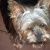 Profile Picture of Cindy Fox Pipes (@cfoxpipes) on Pinterest