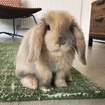 Lubo the Lop - Instagram Profile Picture of Lubo the Lop (@lubothelop) on Instagram