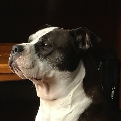 Profile Picture of Alan Ramsay (@Ask__Al) on Twitter
