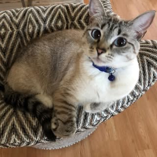 Profile Picture of Alyce Simons (@simonsalyce) on Instagram