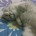 Profile Picture of Fatima Khalid (@fatimakm) on Pinterest